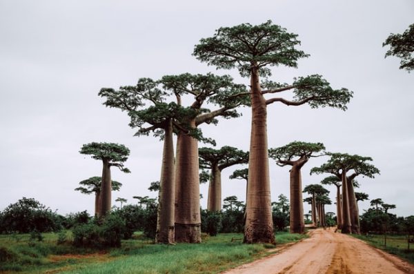 tree sight Madagascar